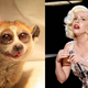 Image for article titled Lady Gaga Bitten by Rogue Slow Loris on Set of New Video